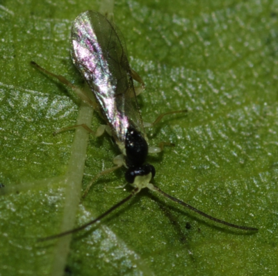 Ichneumonidae: probabilmente un maschio di Orthocentrinae